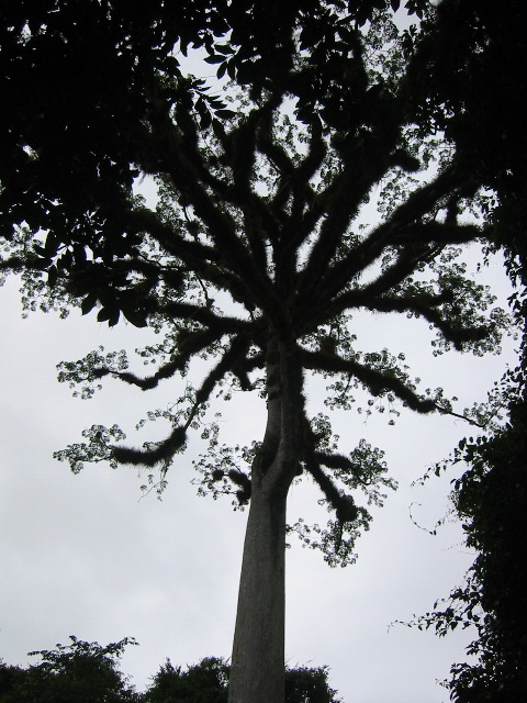 Guatamala's National Tree
