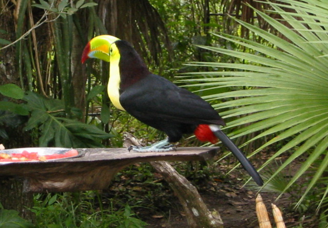 Toucan - Belize Zoo