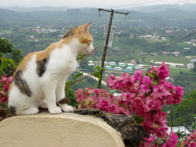 Hotel cat