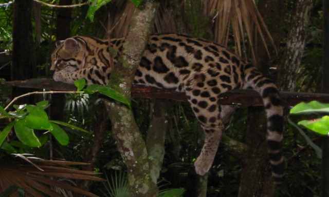 Margay - Belize Zoo