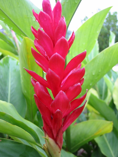 Plant life