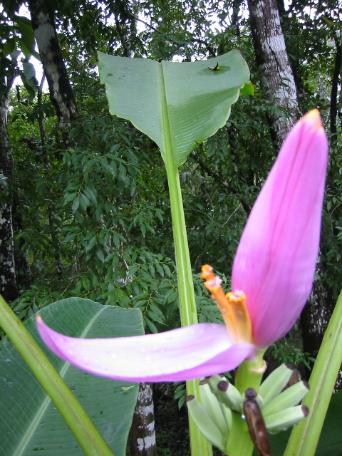 More plant life
