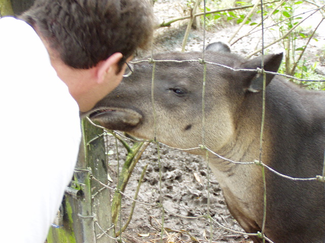 William and the tapir - Belize Zoo