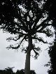 Guatamala's National Tree