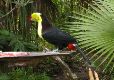 Toucan - Belize Zoo
