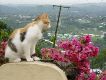Hotel cat