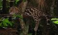 Margay - Belize Zoo