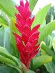 Plant life