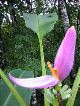 More plant life