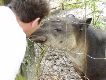 William and the tapir - Belize Zoo