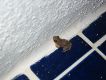 Our frog, Said Musa