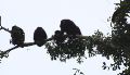 Howler Monkeys