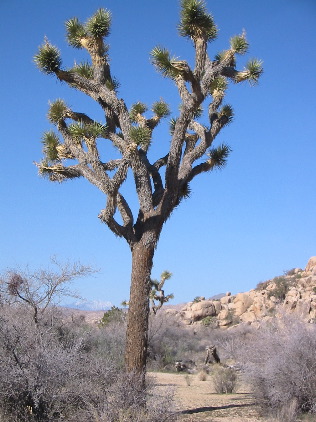 Another Joshua Tree (they're everywhere)