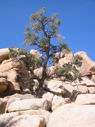 Tree and Rocks