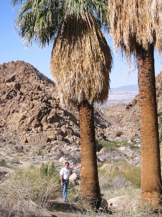 William and the Palm Trees