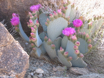 Cactus Flowers