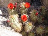 Cactus Flowers