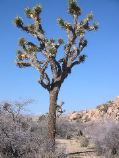Another Joshua Tree (they're everywhere)