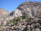 49 Palms Oasis