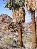 William and the Palm Trees