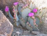 Cactus Flowers